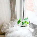 Budget Single Room
