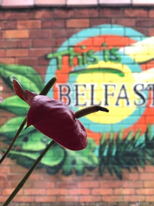Cosy Two Bed Terraced House 7min Drive From Holiday home Belfast
