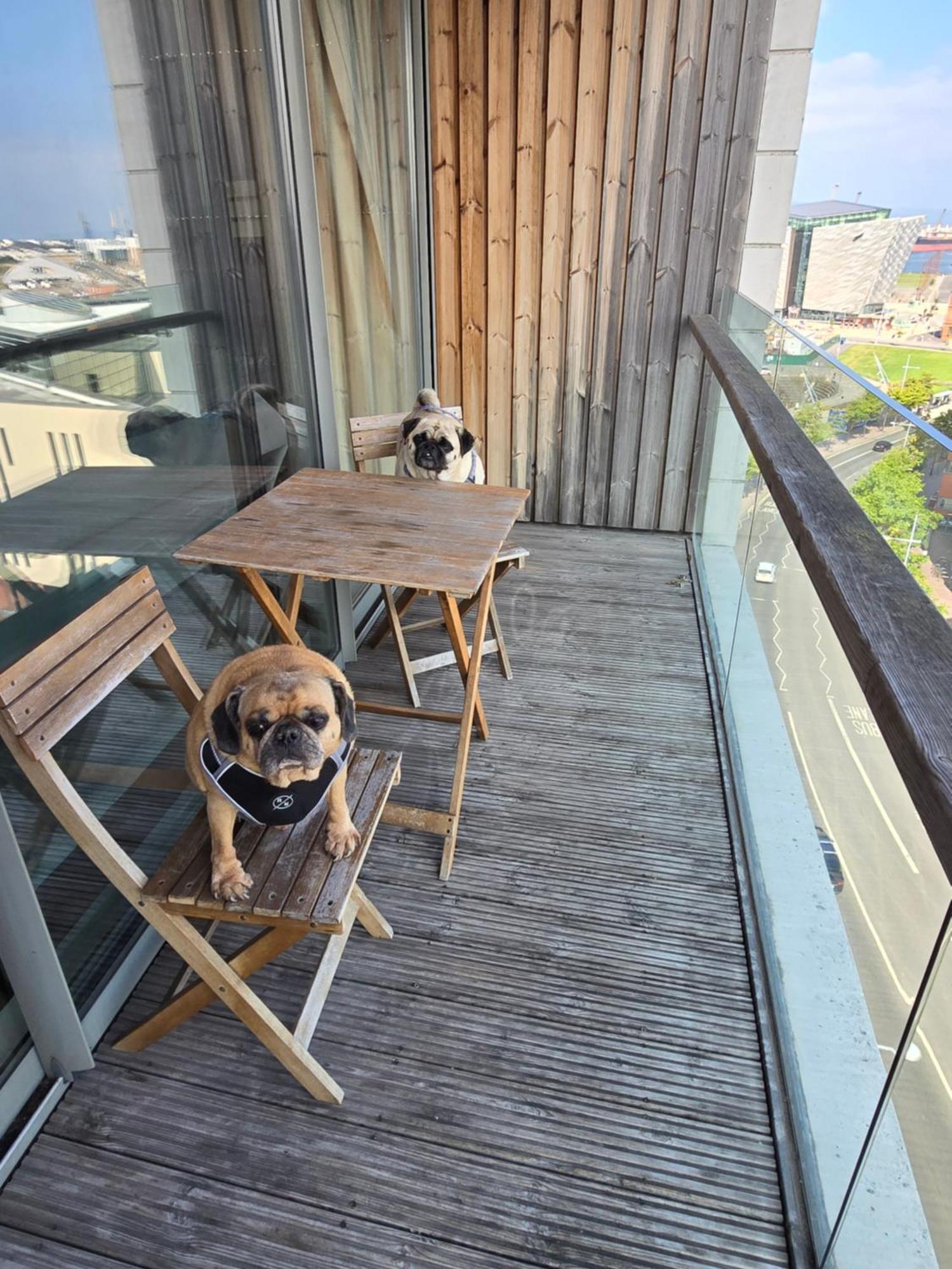 Apartment Benji & Milos Belfast