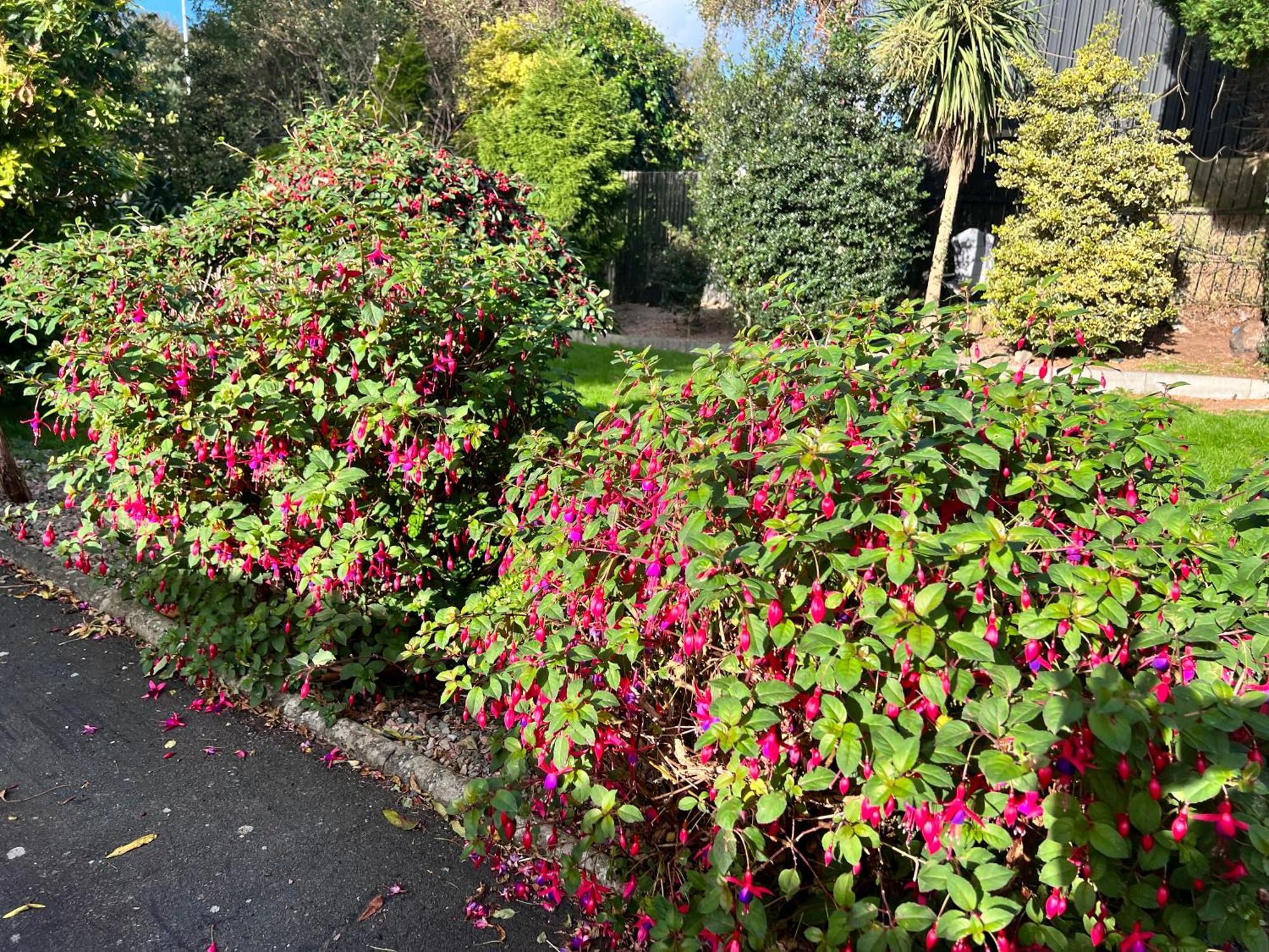 Ashfield Bed & Breakfast 3*