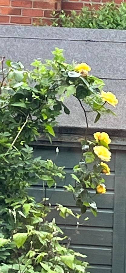 Brackenberry * Belfast
