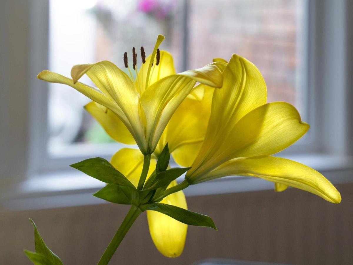 Pass The Keys Wonderful 3br Townhouse Top Location Cafes * Belfast